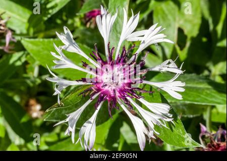 Centaurea montana Amethyst dans la neige plante à fleurs printanière Avec fleur d'été blanc violet communément connu sous le nom de vivace ou Céréales de montagne Banque D'Images