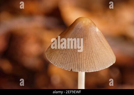 Brittlestem conique (Parasola conopilea / Psathyrella conopilus) parmi la litière de feuilles dans les bois denses de hêtre, bois de Buckholt NNR, Gloucestershire, UK, OC Banque D'Images