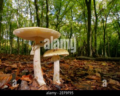 Calotte mortuaire (Amanita phalloides) champignons parmi les litières de feuilles dans les bois de hêtre dense, Buckholt Wood NNR, Gloucestershire, Royaume-Uni, octobre. Banque D'Images