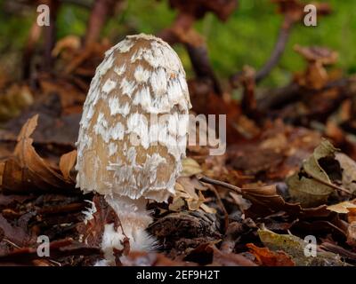 Magpie inkcap (Coprinopsis / Coprinus picacea) jeune champignon émergeant par la litière de feuilles dans les bois de hêtre, Buckholt Wood NNR, Gloucestershire, Royaume-Uni Banque D'Images