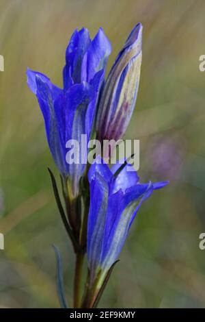 Gentiane de marais (Gentiana pneumonanthe) floraison sur la lande de boghgy, Dorset, Royaume-Uni, août. Banque D'Images