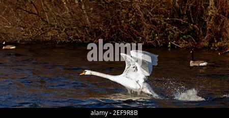 Duddingston Loch, Édimbourg, Écosse, Royaume-Uni. 17 février 2021. Sunbrillent sur Mute Swan alors qu'il se déporte sur la surface de Choppy loch. Température 7 degrés mais un vent SW de 36km/h et des rafales potentielles de 60km/h le font se sentir beaucoup plus froid. Crédit : Arch White/Alamy Live News Banque D'Images