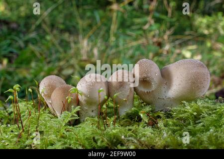 Champignons puffball de souche (Lycoperdon pyriforme) émergeant d'une bûche pourrie dans un bois à feuilles caduques, GWT Lower Woods Reserve, Gloucestershire, Royaume-Uni, octobre. Banque D'Images