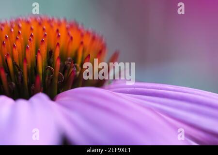 Rose violet échinacée macro de coneflower avec un accent sélectif sur les fleurs centre vibrant et les bords pétale pastel, cyan et magenta flou d'arrière-plan Banque D'Images