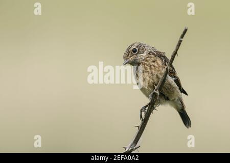 European Stonechat, Saxicola rubicola, jeune nageant perché sur la végétation, Norfolk, Royaume-Uni, 21 mai 2019 Banque D'Images