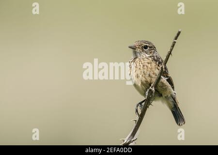 European Stonechat, Saxicola rubicola, jeune nageant perché sur la végétation, Norfolk, Royaume-Uni, 21 mai 2019 Banque D'Images