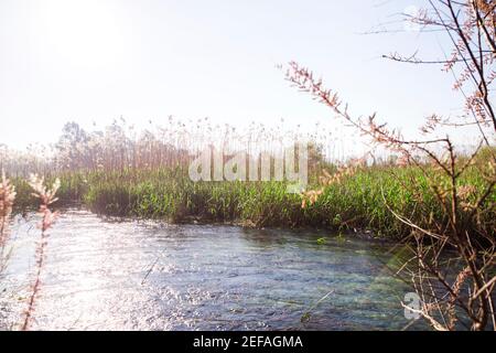 Les roseaux au bord de la rivière en Turquie. Banque D'Images