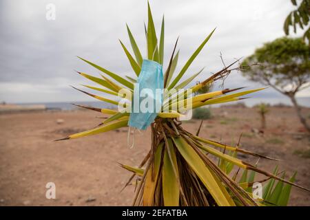 Masque jonché pendant la pandémie du coronavirus. Masque utilisé (à Ténérife, îles Canaries) laissé sur un cactus devient des ordures Banque D'Images