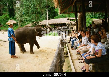 Éléphant debout sur les pattes arrière, Maesa Elephant Camp, Chiang Mai, Thaïlande Banque D'Images