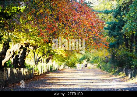 Arbres le long d'une route, Central Park, Manhattan, New York City, New York State, ÉTATS-UNIS Banque D'Images