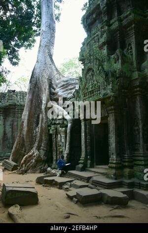 Banyan Tree pousse ses racines au-dessus d'un temple, Angkor Wat, Siem Reap, Cambodge Banque D'Images