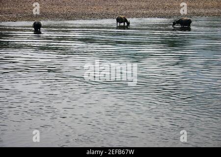 Trois buffles d'eau Bubalus bubalis debout dans l'eau, Li River, Guilin, Chine Banque D'Images