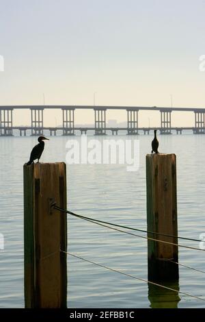 Silhouette d'oiseaux perchés sur des poteaux en bois, Miami, Floride, États-Unis Banque D'Images