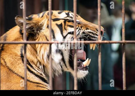 Tigre dans la cage qui perd la liberté et ne peut pas se déplacer n'importe où Banque D'Images