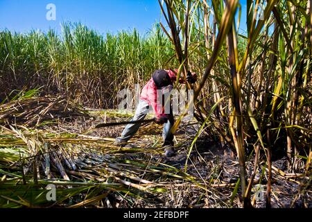 Agriculteur récoltant des cannes à sucre dans un champ, Tamasopo, San Luis Potosi, État de San Luis Potosi, Mexique Banque D'Images