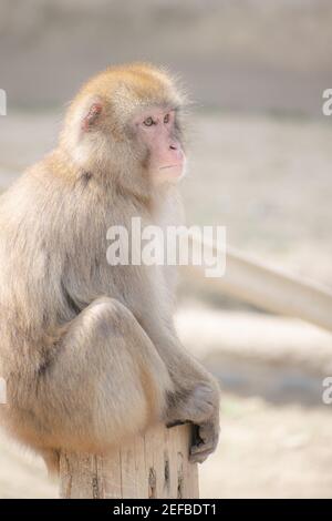 monkey assis sur bois avec visage compliqué, fond blanc clair. Banque D'Images