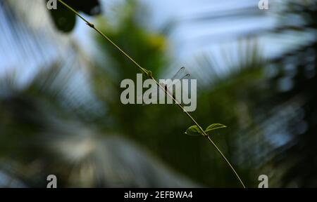 dragonfly repose sur une vigne verte Banque D'Images