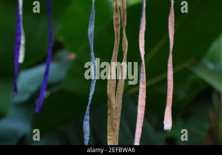 étiquettes suspendues colorées dans le ciel Banque D'Images