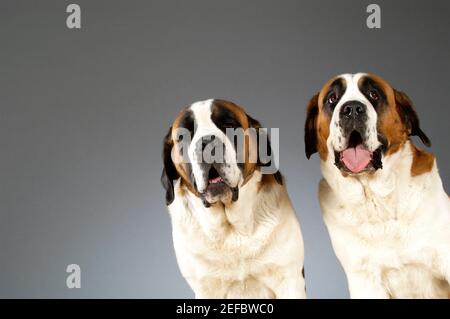 Portrait de deux chiens de Saint-Bernard Banque D'Images