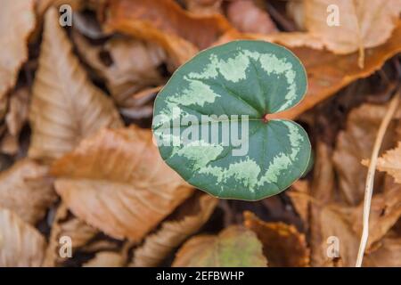 Feuille verte de cyclamen sauvage sur le fond des feuilles mortes. Gros plan Banque D'Images