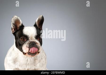 Portrait d'un Boston Terrier qui colle à sa langue Banque D'Images