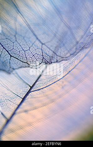 Close-up of a de feuilles séchées d'idées Banque D'Images