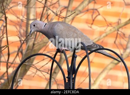 Dove à col, Royaume-Uni ; une colombe à col, Streptopelia decaocto, perching dans un jardin urbain, vue latérale, Suffolk, Royaume-Uni Banque D'Images