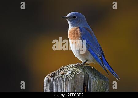 Bluebird occidental pendant la migration d'automne. Vallée de Yaak, nord-ouest du Montana. (Photo de Randy Beacham) Banque D'Images