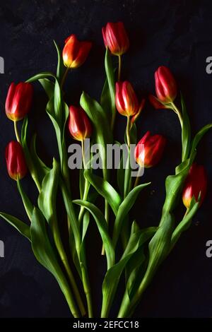 Photo de tulipes rouges sur fond de charme, beau bouquet floral. Banque D'Images