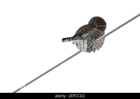 Pygmy-hibou du Nord sur une ligne électrique en automne. Vallée de Yaak, nord-ouest du Montana. (Photo de Randy Beacham) Banque D'Images