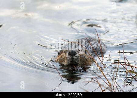 Castor (ricin canadensis) en quête de saules dans la rivière Yaak à la fin de l’automne. Vallée de Yaak, nord-ouest du Montana. (Photo de Randy Beacham) Banque D'Images