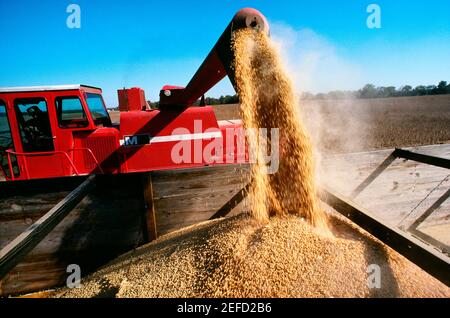 Gros plan d'une moissonneuse-batteuse chargeant des graines de soja dans le camion, Midwest, États-Unis Banque D'Images