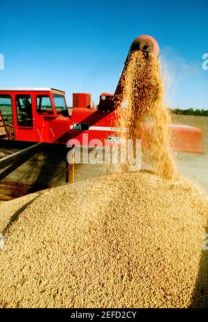 Gros plan de la moissonneuse-batteuse chargeant des graines de soja dans le camion, Midwest, États-Unis Banque D'Images