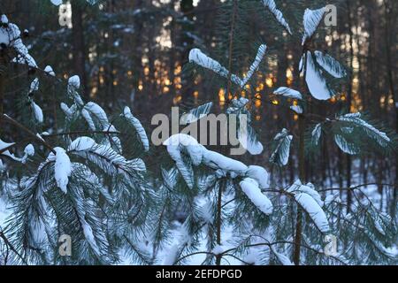 Pins écossais couverts de neige avec beau coucher de soleil à l'arrière, pendant l'hiver Banque D'Images