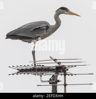 Wimbledon, Londres, Royaume-Uni. 17 février 2021. Un héron gris perce avec précision sur des antennes TV au-dessus d'une maison de banlieue par temps de rafales contre un ciel gris. Crédit : Malcolm Park/Alay Live News Banque D'Images