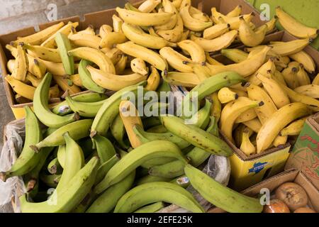 banane de couleur verte et jaune en vente dans des boîtes Banque D'Images