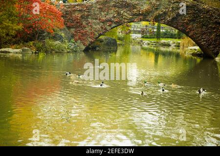 Troupeau de canards nageant dans l'eau, Central Park, Manhattan, New York City, New York State, ÉTATS-UNIS Banque D'Images