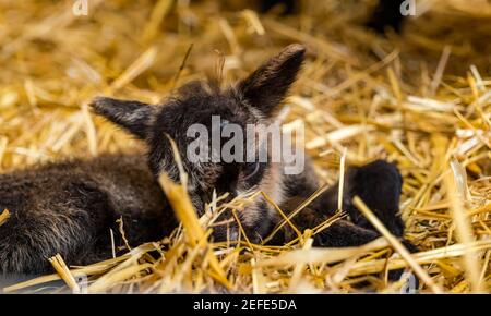 East Lothian, Écosse, Royaume-Uni. 17 février 2021. Premier mouton de Shetland agneaux né: Briggs les moutons de Shetland pur de race maintiennent un troupeau à la fois dans l'est Lothian et Shetland. Les premiers agneaux sont nés vers 7h00 ce matin. L'agneau fauve est beaucoup plus faible et bancal que son jumeau, mais il parvient à se lever quelques heures plus tard Banque D'Images