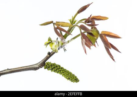 fleurs et jeunes feuilles de noyer commun (juglans regia) isolé sur fond blanc Banque D'Images