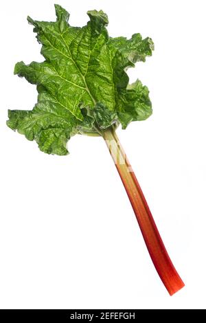 détails de la feuille de rhubarbe isolée sur fond blanc - inclinée Banque D'Images