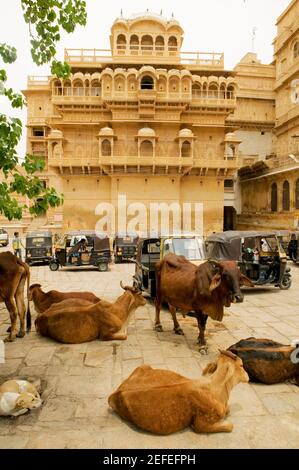 Vaches dans la rue, fort Jaisalmer, Jaisalmer, Rajasthan, Inde Banque D'Images