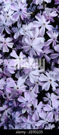 Gros plan de belles fleurs en forme d'aune de Phlox (Phlox subulata) dans le jardin Banque D'Images