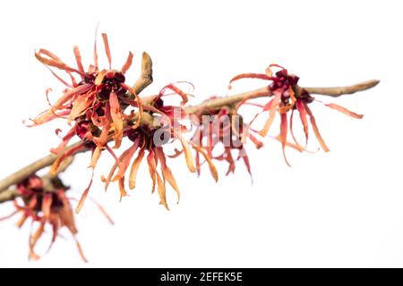 Plantes curatives: Sorcière-noisette (Hamamelis vernalis) brindille avec des fleurs rouges / jaunes isolées sur fond blanc Banque D'Images