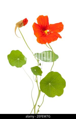 Naturtium (Tropaeolum majus) fleur ouverte et fermée avec des feuilles isolées sur fond blanc Banque D'Images