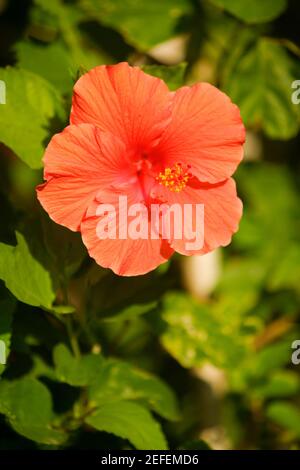 Gros plan d'un hibiscus hibiscus acetosella rouge Banque D'Images