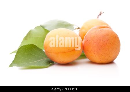 Trois abricots d'Autriche isolés sur fond blanc Banque D'Images