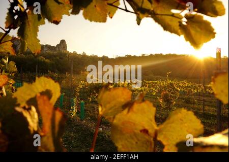 Photo des vignobles tchèques dans la région de Pálava au lever du soleil, encadrée de feuilles de vigne Banque D'Images
