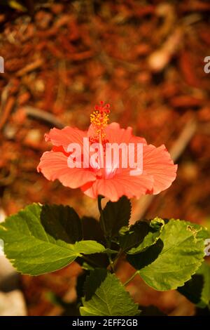 Gros plan d'un hibiscus hibiscus acetosella rouge Banque D'Images