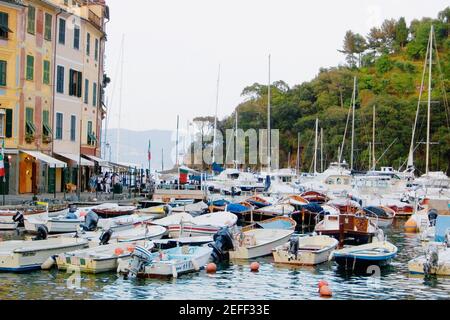 Bateaux dans un port, Riviera Italienne, Portofino, Gênes, ligurie, italie Banque D'Images
