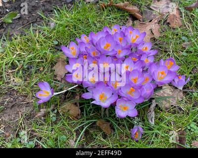 Fleurs d'hiver Crocus violet fleurs poussant sur une pelouse dans un jardin de campagne à Devon rural, Angleterre, Royaume-Uni Banque D'Images